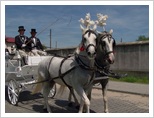 Święto Koni Pajęczno 2010