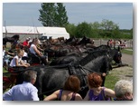 Święto Koni Pajęczno 2010