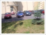 Parkingowe święte krowy