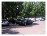Parkingowe święte krowy