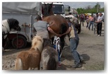 targi końskie pajęczno 2011
