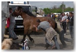 targi końskie pajęczno 2011