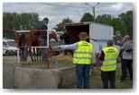 targi końskie pajęczno 2011