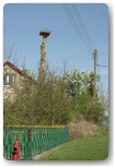 bociany czerkiesy makowiska