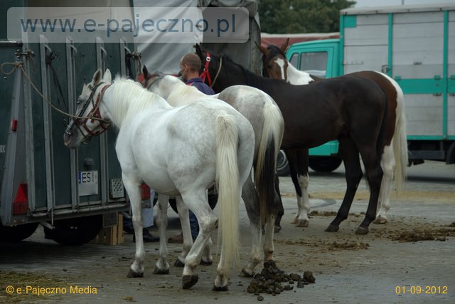 targi końskie wrzesień 2012