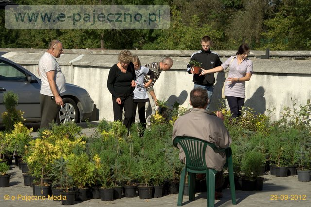 drzewka, żarówki za sprzęt, makulaturę