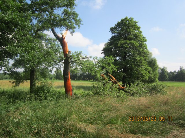 burza uderzenie pioruna w drzewo biała