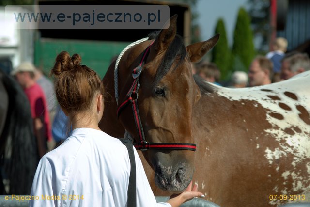 konie targ koński pajęczno