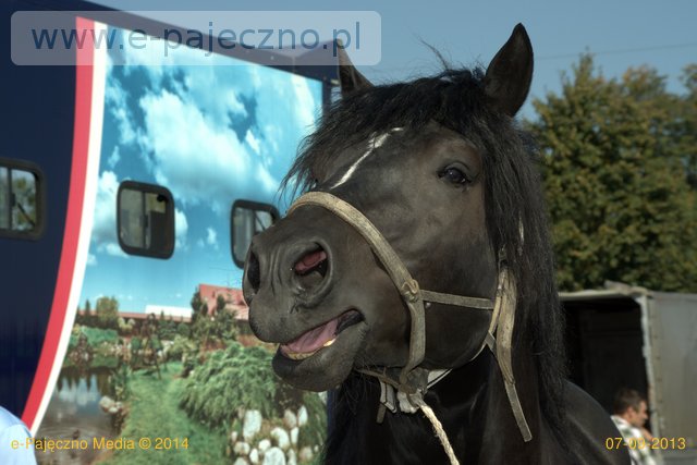 konie targ koński pajęczno
