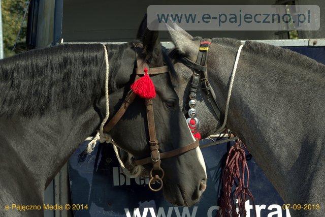 konie targ koński pajęczno