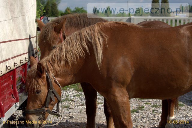 targi końskie pajęczno maj 2014