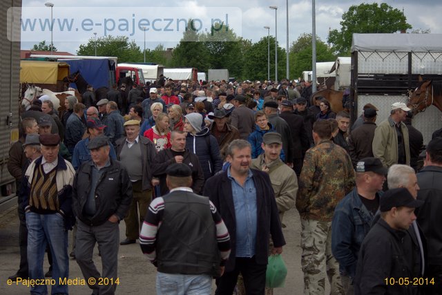 targi końskie pajęczno maj 2014