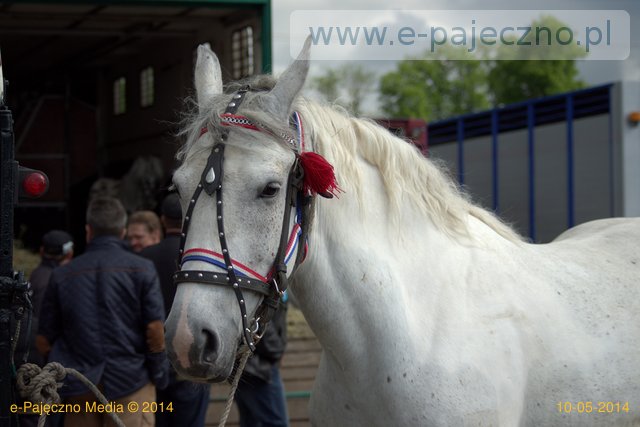 targi końskie pajęczno maj 2014
