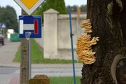 pajęczno galeria foto